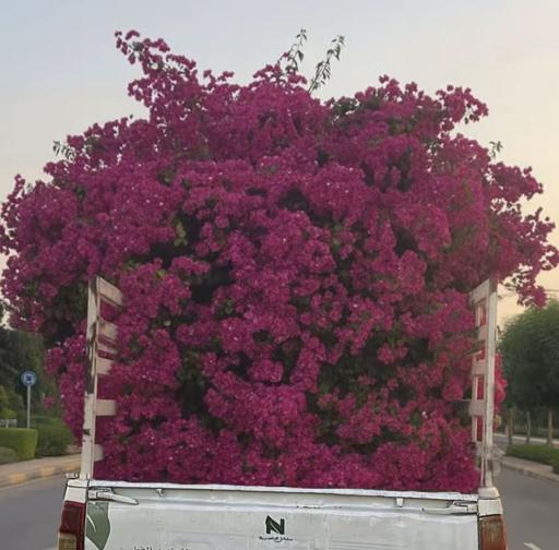 أم يعقوب ويوسف