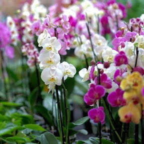 زهرة الأوركيد