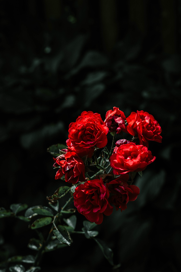 foru