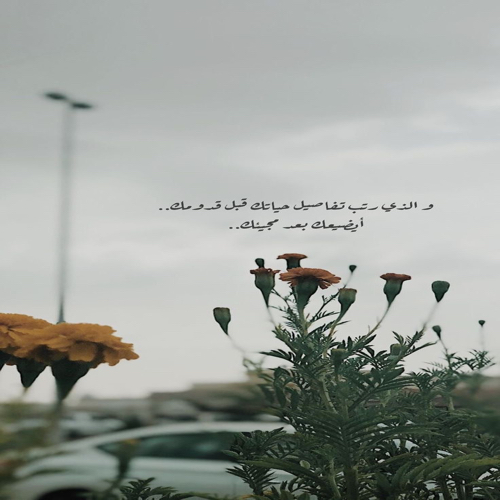 نوف 61