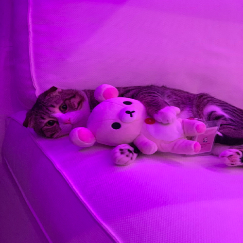 بنووته جنوبيه