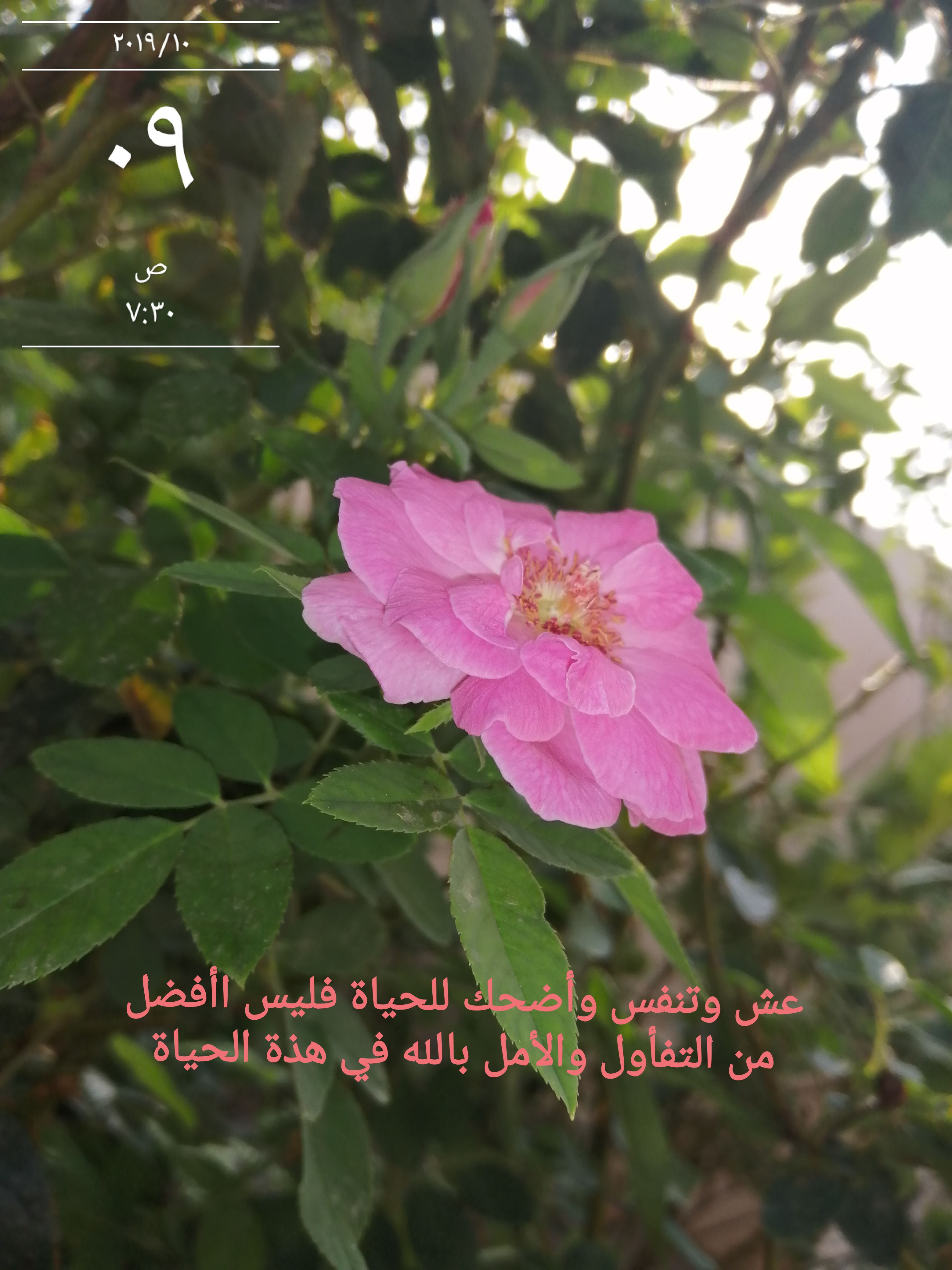 امي نبراس حياتي